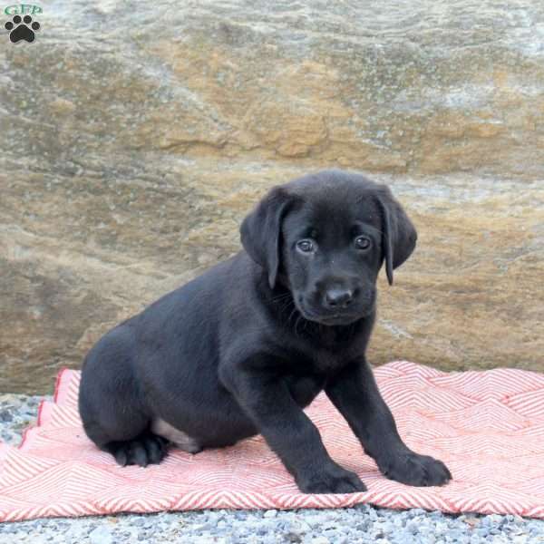 Mitch, Black Labrador Retriever Puppy