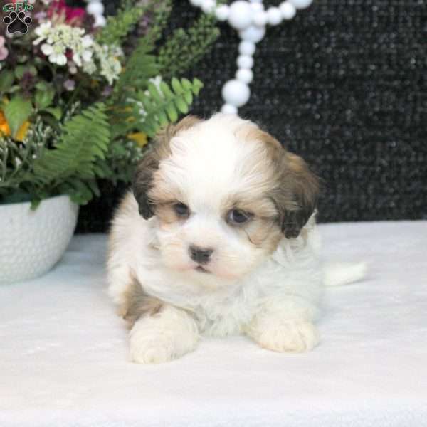 Mitch, Teddy Bear Puppy