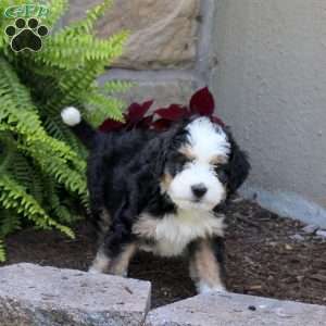 Mitch, Mini Bernedoodle Puppy