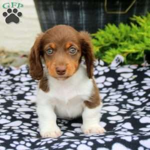 Mitch-Mini, Dachshund Puppy