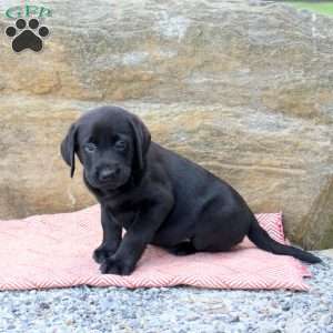 Mitch, Black Labrador Retriever Puppy