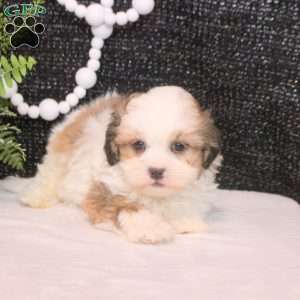 Mitch, Teddy Bear Puppy