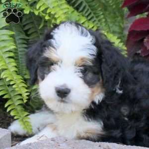 Mitch, Mini Bernedoodle Puppy