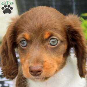 Mitch-Mini, Dachshund Puppy