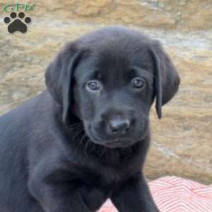 Mitch, Black Labrador Retriever Puppy