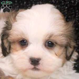 Mitch, Teddy Bear Puppy