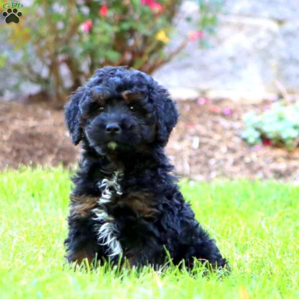 Mitzy, Mini Goldendoodle Puppy
