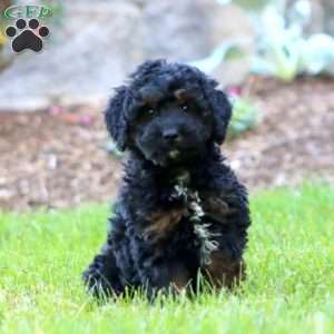 Mitzy, Mini Goldendoodle Puppy