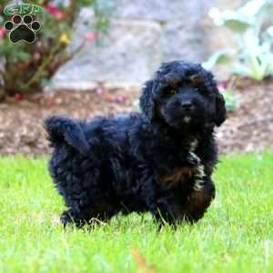 Mitzy, Mini Goldendoodle Puppy