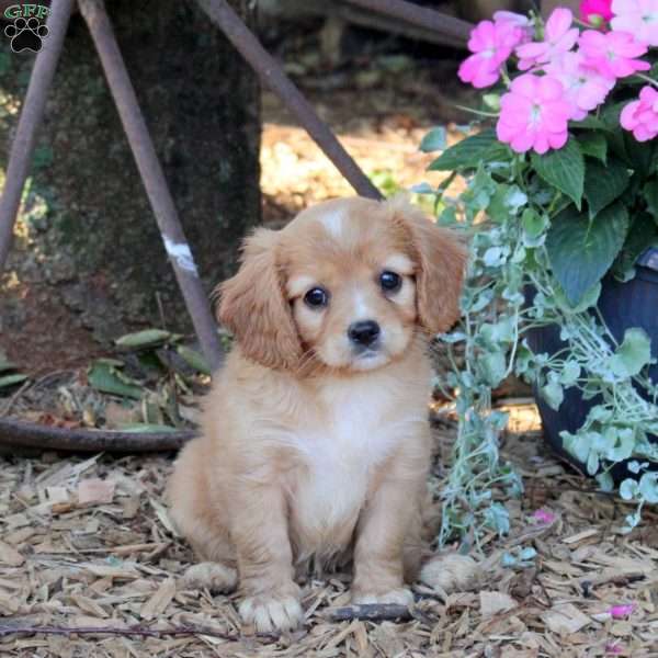 Mocha, Cavalier King Charles Mix Puppy