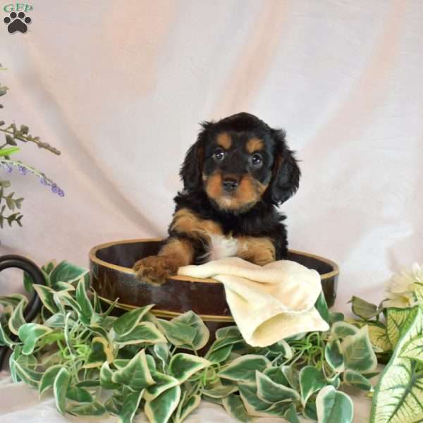 Mocha, Cavapoo Puppy