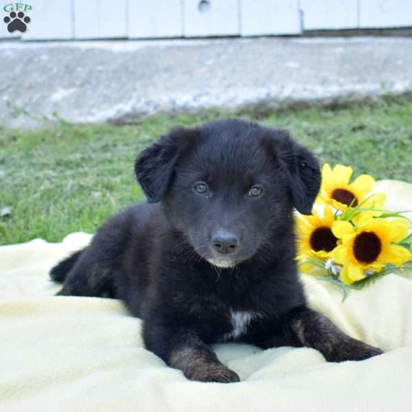 Mocha, German Shepherd Mix Puppy