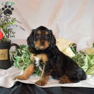 Mocha, Cavapoo Puppy