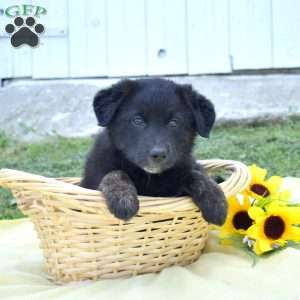 Mocha, German Shepherd Mix Puppy