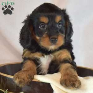 Mocha, Cavapoo Puppy