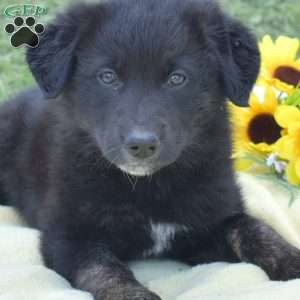 Mocha, German Shepherd Mix Puppy