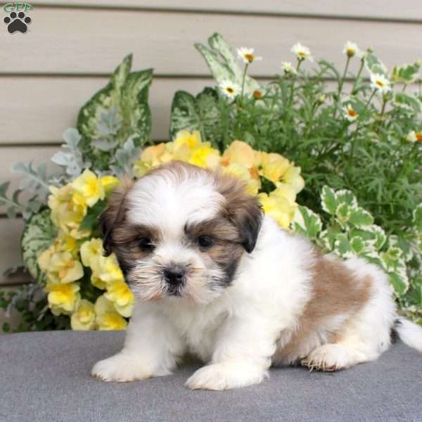 Mocha, Teddy Bear Puppy