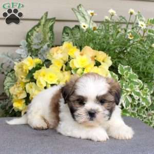 Mocha, Teddy Bear Puppy