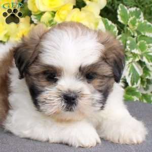 Mocha, Teddy Bear Puppy