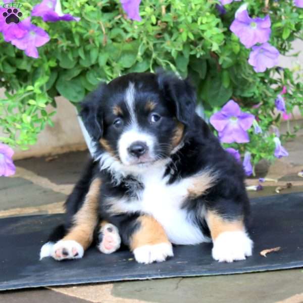 Molasses, Miniature Australian Shepherd Puppy