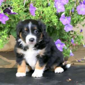 Molasses, Miniature Australian Shepherd Puppy