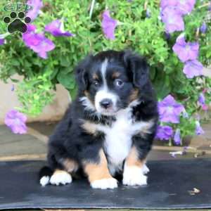 Molasses, Miniature Australian Shepherd Puppy
