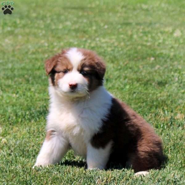 Molly, Australian Shepherd Puppy