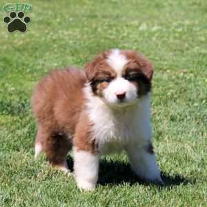 Molly, Australian Shepherd Puppy
