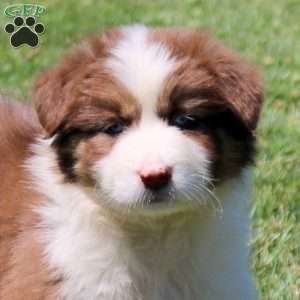 Molly, Australian Shepherd Puppy