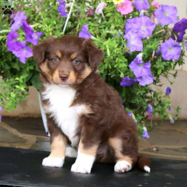 Molly, Miniature Australian Shepherd Puppy