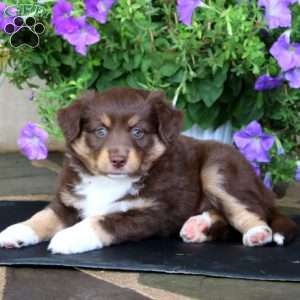 Molly, Miniature Australian Shepherd Puppy