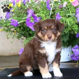 Molly, Miniature Australian Shepherd Puppy