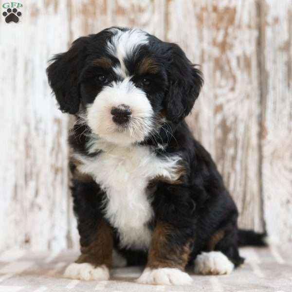 Monica, Mini Bernedoodle Puppy