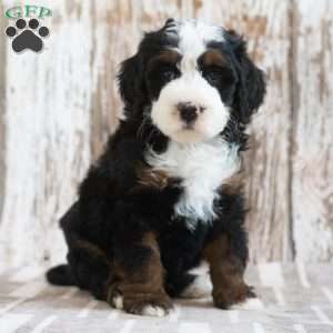 Monty, Mini Bernedoodle Puppy