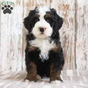Monty, Mini Bernedoodle Puppy