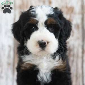 Monty, Mini Bernedoodle Puppy