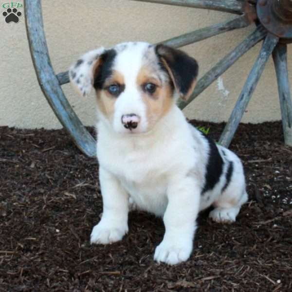 Monty, Miniature Australian Shepherd Mix Puppy
