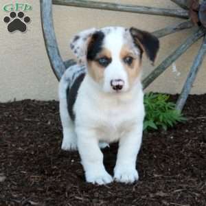 Monty, Miniature Australian Shepherd Mix Puppy