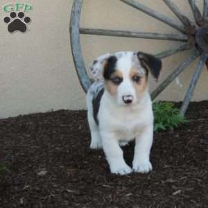Monty, Miniature Australian Shepherd Mix Puppy
