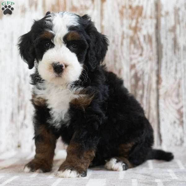 Monty, Mini Bernedoodle Puppy