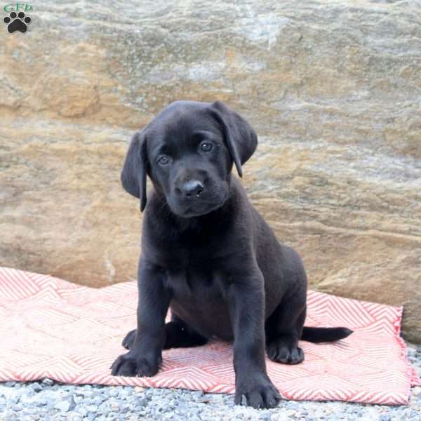 Moon, Black Labrador Retriever Puppy