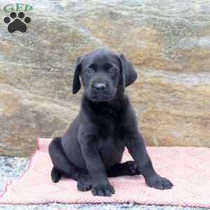 Moon, Black Labrador Retriever Puppy