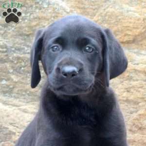 Moon, Black Labrador Retriever Puppy