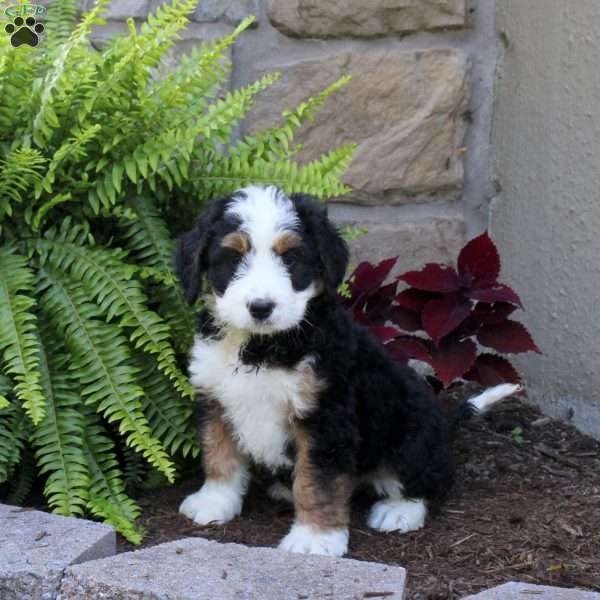 Moose, Mini Bernedoodle Puppy
