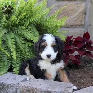 Moose, Mini Bernedoodle Puppy