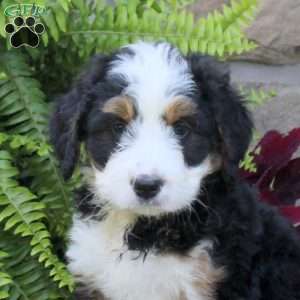 Moose, Mini Bernedoodle Puppy