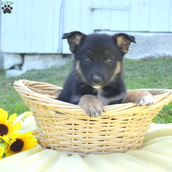 Motor, German Shepherd Mix Puppy