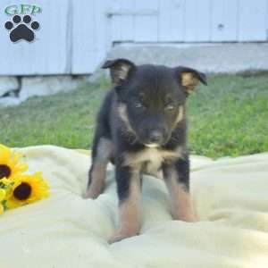 Motor, German Shepherd Mix Puppy