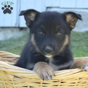 Motor, German Shepherd Mix Puppy