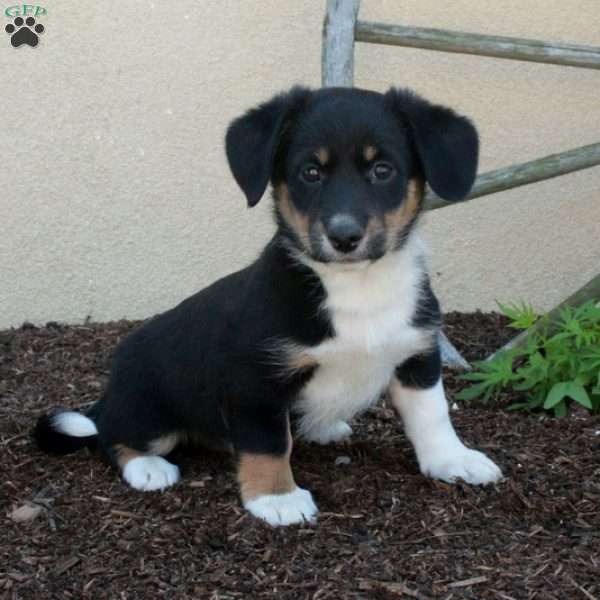 Moxie, Miniature Australian Shepherd Mix Puppy